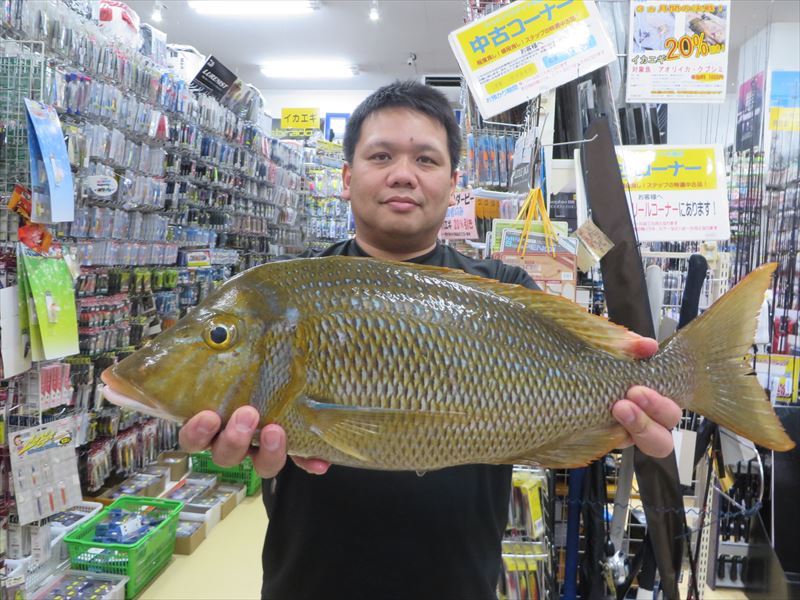 沖縄の釣り 釣果報告 フィッシングステップ名護店