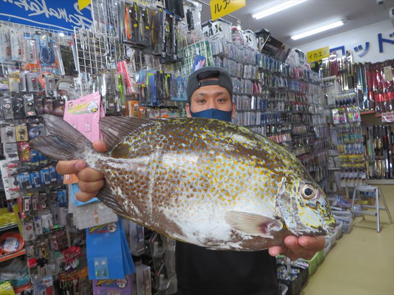 沖縄の釣り 釣果報告 フィッシングステップ名護店